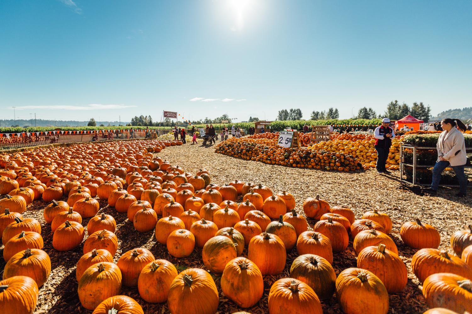 Carpinito pumpkin patch